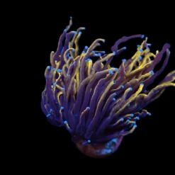 Euphyllia glabrescens (Gold Torch) (p/h) | T