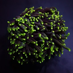 Euphyllia glabrescens (Green) (Premium) | L