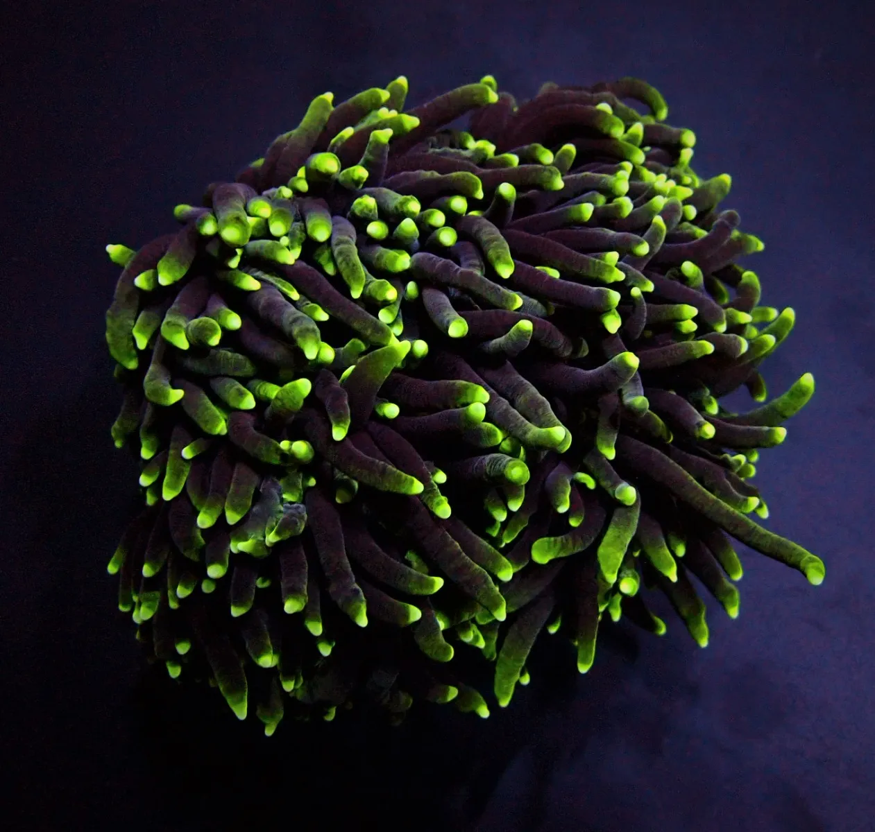 Euphyllia glabrescens (Green) (Premium) | L