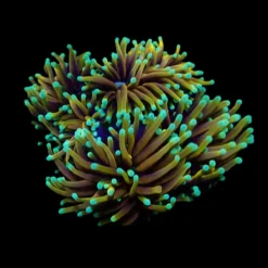 Euphyllia glabrescens (Hellfire) | M
