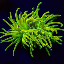 Euphyllia glabrescens (Holy Grail) | M