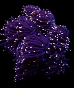 Euphyllia glabrescens (Orange-Pink tip) | S