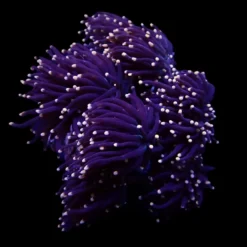 Euphyllia glabrescens (Orange-Pink tip) | L
