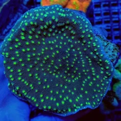 Echinopora lamellosa (Premium) | T