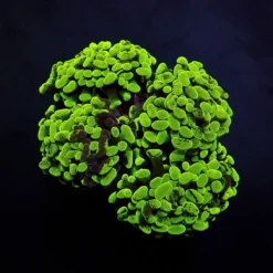 Euphyllia paraancora (Green) (Ultra) | M