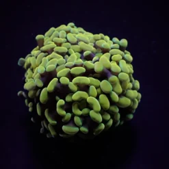 Euphyllia paraancora (Yellow-Gold)