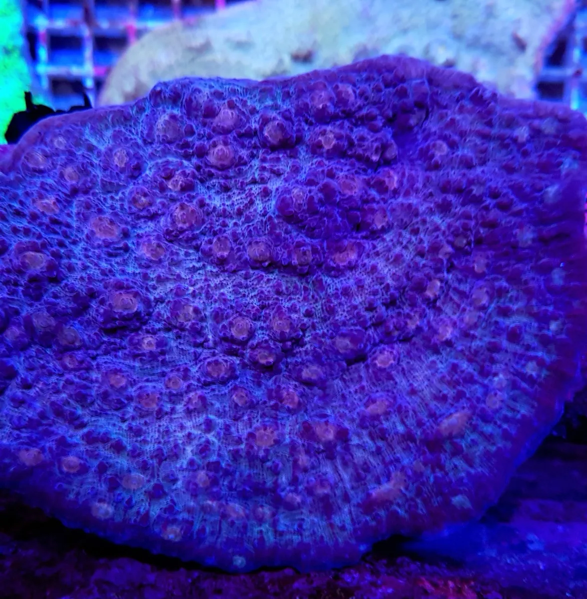 Echinophyllia spp. | T