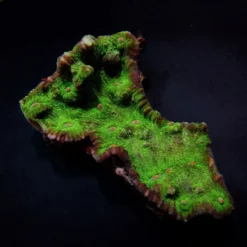 Echinophyllia spp. (Premium) | M