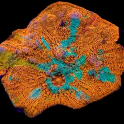 Echinophyllia spp. (Ultra) | XXL