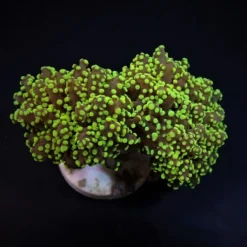 Euphyllia yaeyamaensis (Green) (Premium) | S
