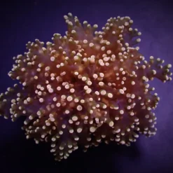 Euphyllia yaeyamaensis (Orange-Yellow) | S