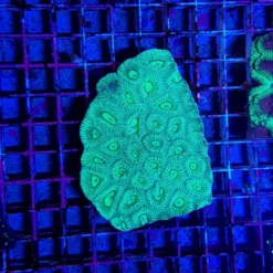 Favia spp. (Green) | S