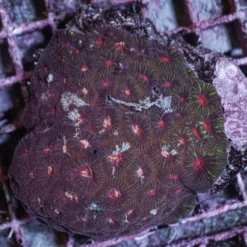 Favia spp. (Red) | M