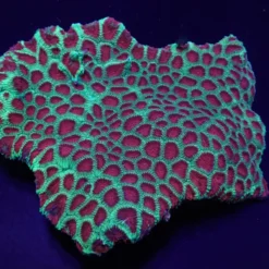 Favia spp. (Red) (Premium) | S