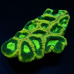 Favites complanata | L