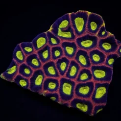 Favites complanata (Dragon Soul) | L