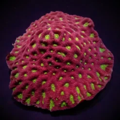 Favites spp. (Red) (Premium) | T