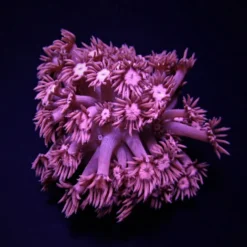 Goniopora spp. (Pink) | M