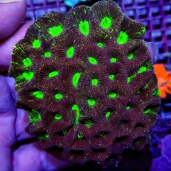 Goniastrea spp. (Premium) | XL