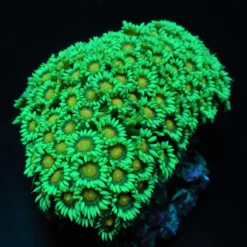 Goniopora spp. (Premium) | M
