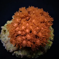 Goniopora spp. (Red) (Premium) | M