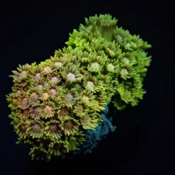 Goniopora spp. (Ultra) | L