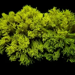 Goniopora spp. (Yellow) | S