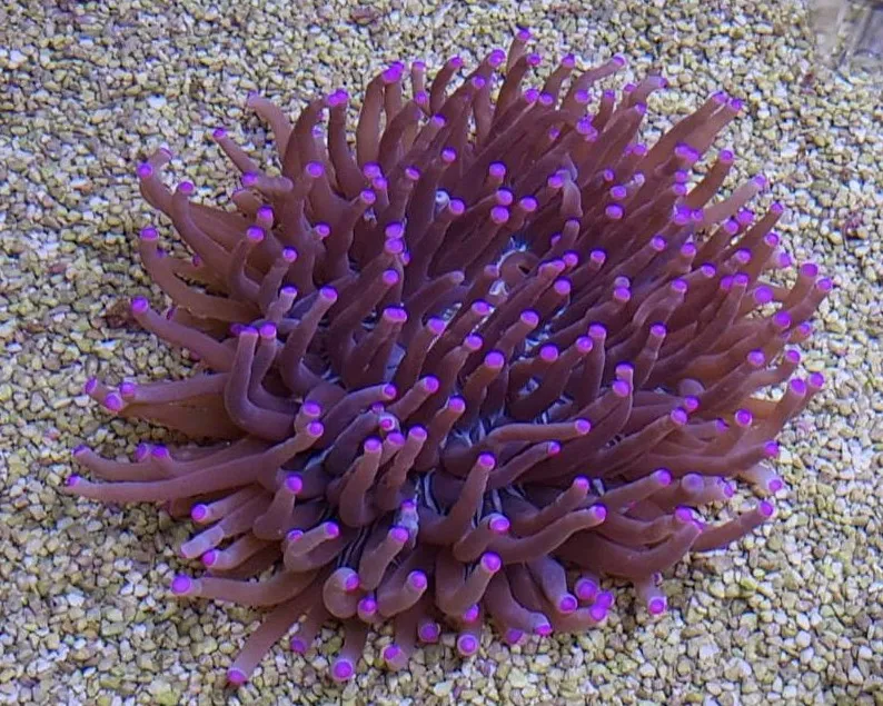 Heliofungia actiniformis (Purple) | XL