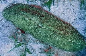 Herpolitha limax (Green) | XL