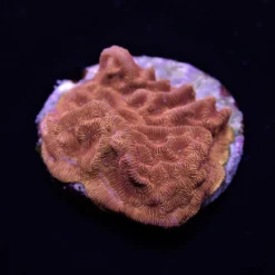 Leptoseris spp. (Premium)