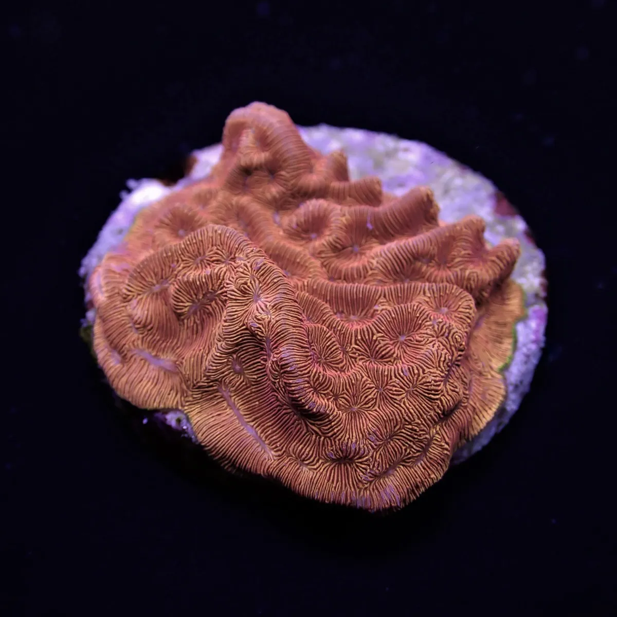 Leptoseris spp. (Premium) | XL