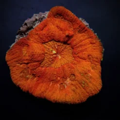 Lobophyllia rowleyensis (Red) | L
