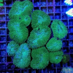 Lobophyllia spp. (Green) | T