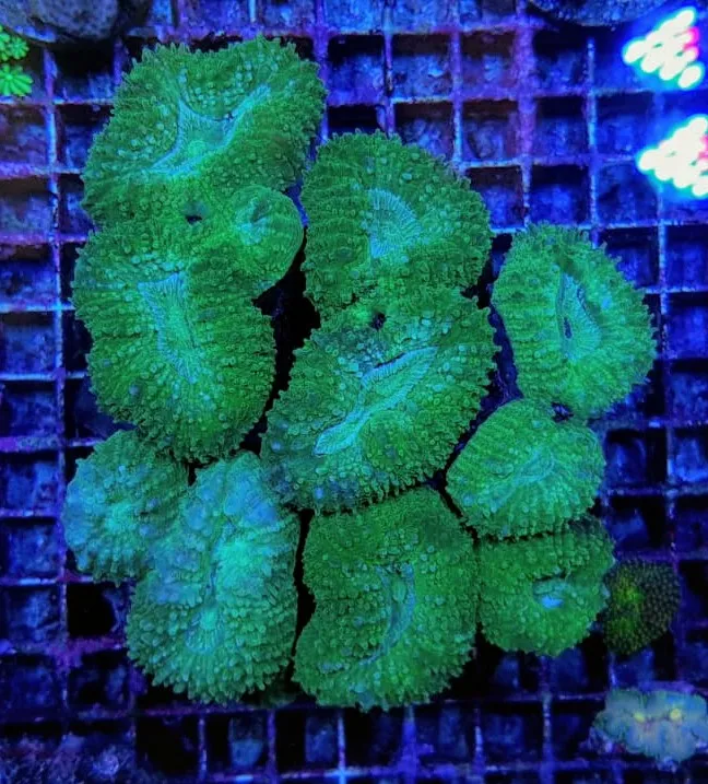 Lobophyllia spp. (Green) | S