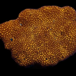 Leptastrea spp. (Premium) | L
