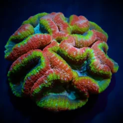 Lobophyllia spp. (Rainbow) | XXXL