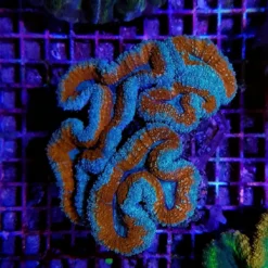Lobophyllia spp. (Splitcolor) | M