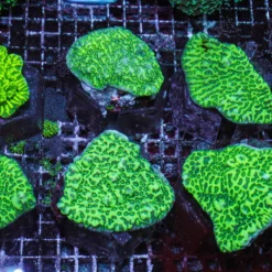 Merulina ampliata (Green) | M