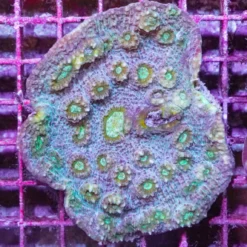 Mycedium spp.