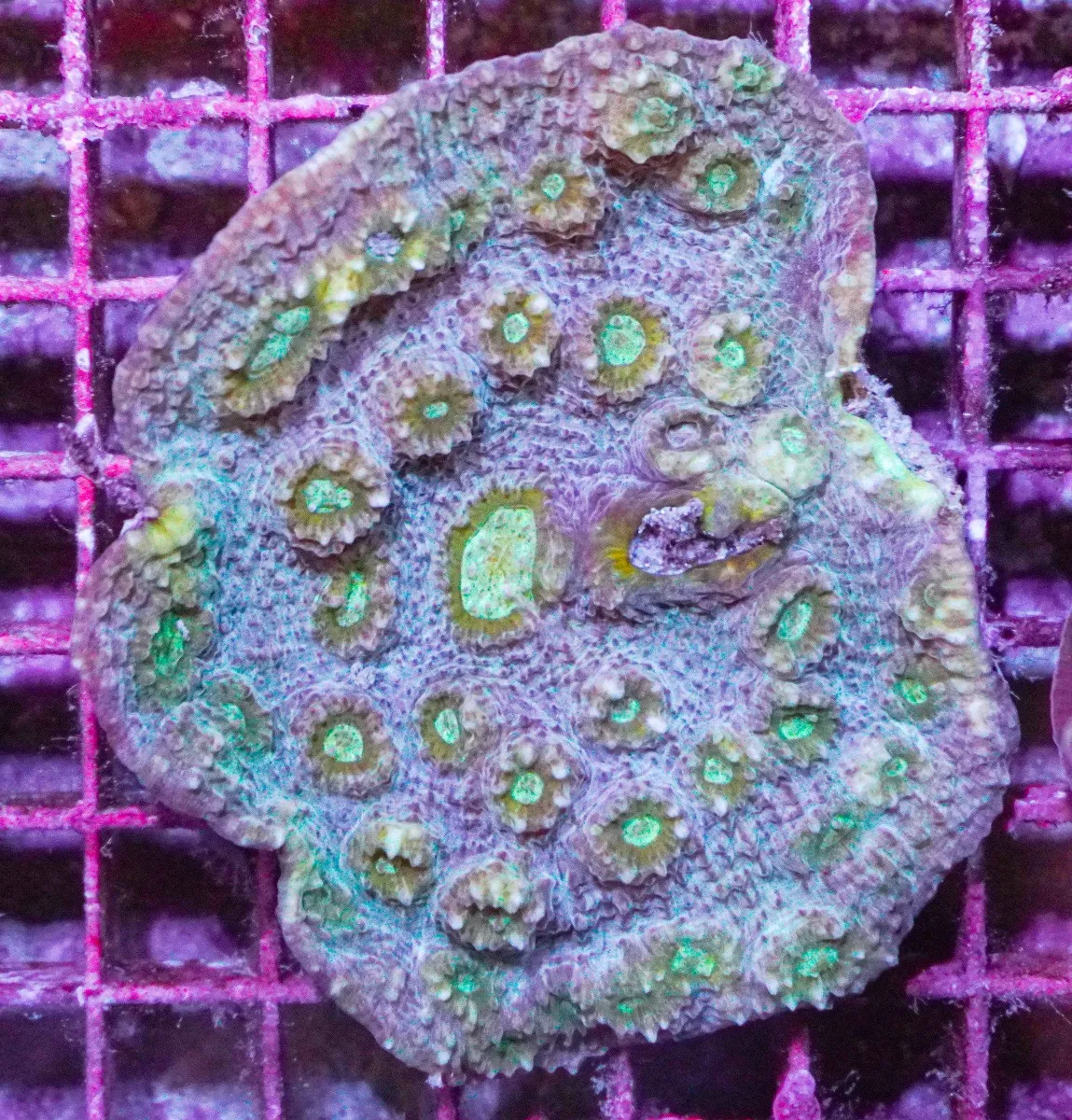 Mycedium spp.