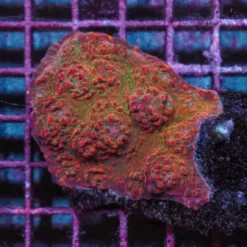 Mycedium spp. (Ultra) | L