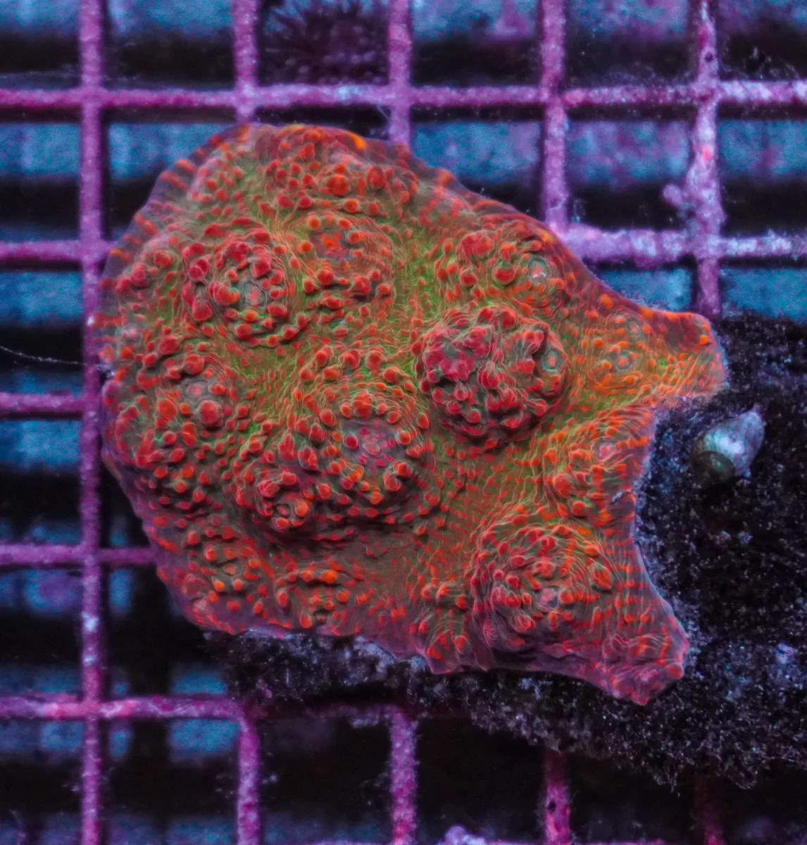Mycedium spp. (Ultra) | XL