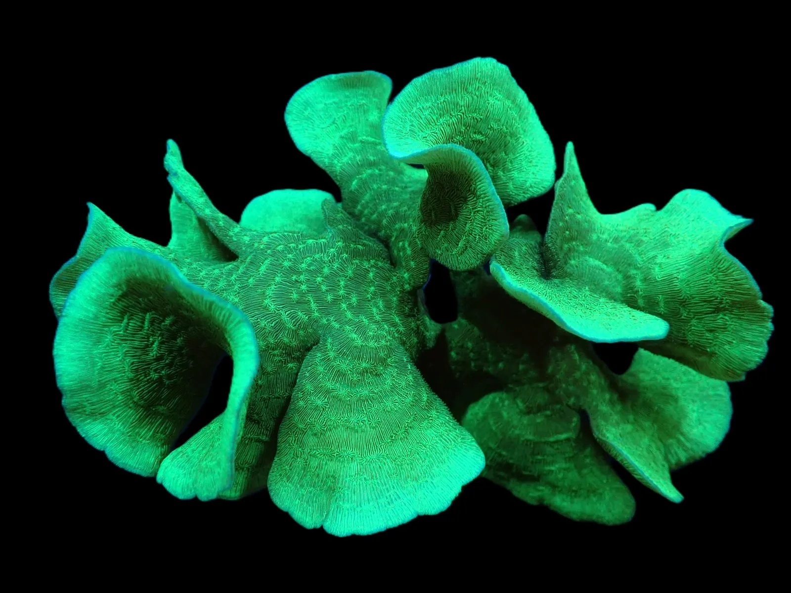 Pavona cactus | S