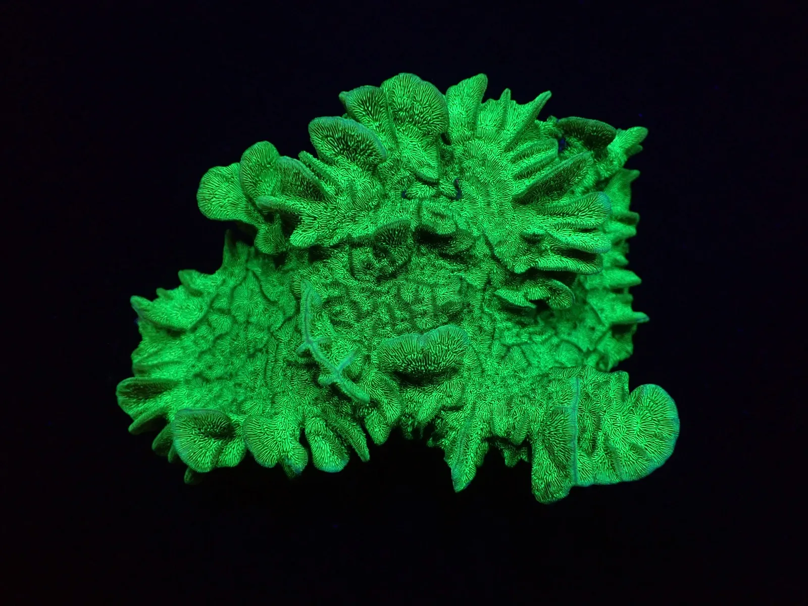 Pavona explanulata