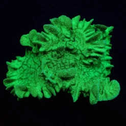 Pavona explanulata