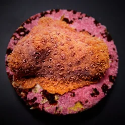 Pavona maldivensis (Orange) | L