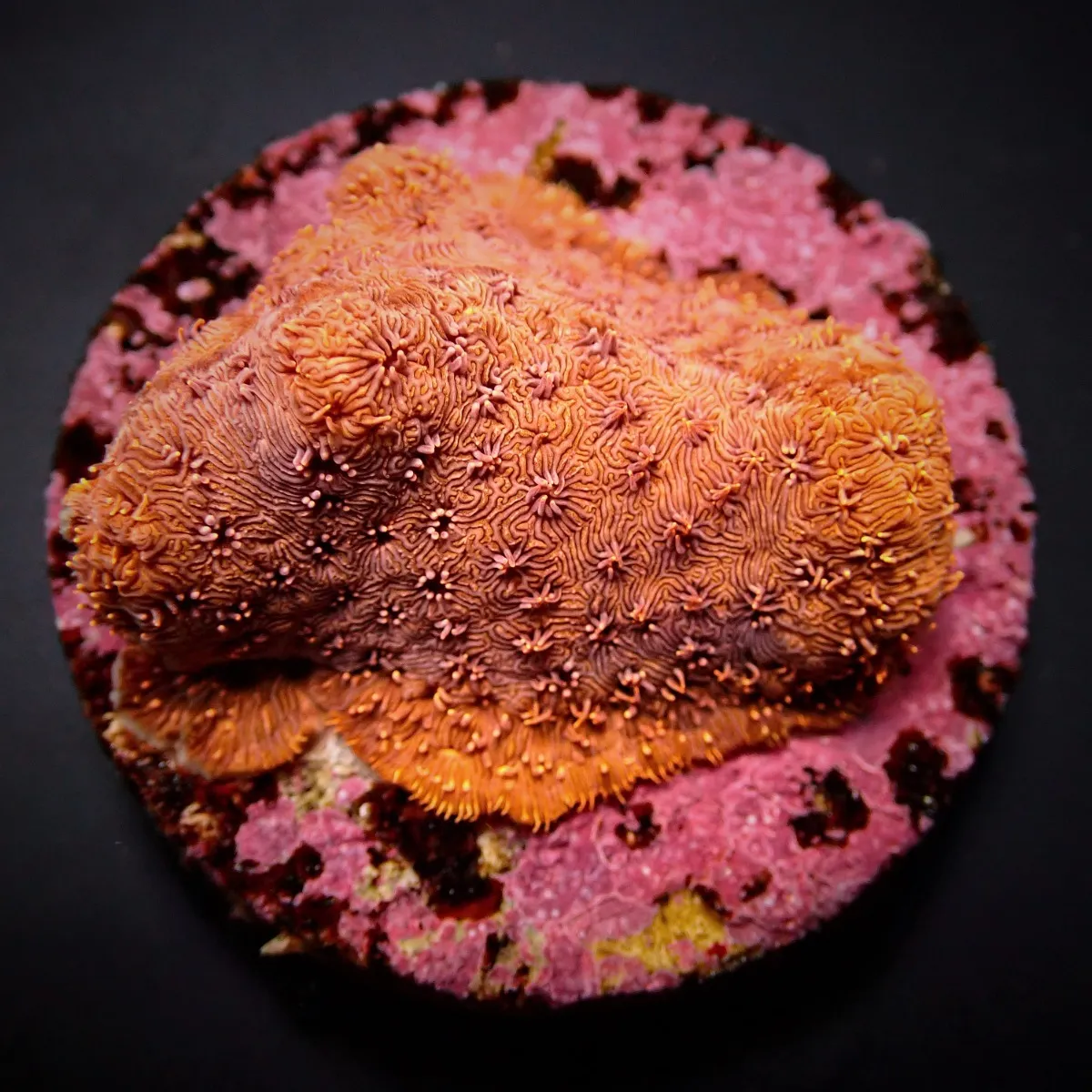 Pavona maldivensis (Orange) | L