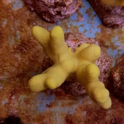 Porites cylindrica (Yellow) | M