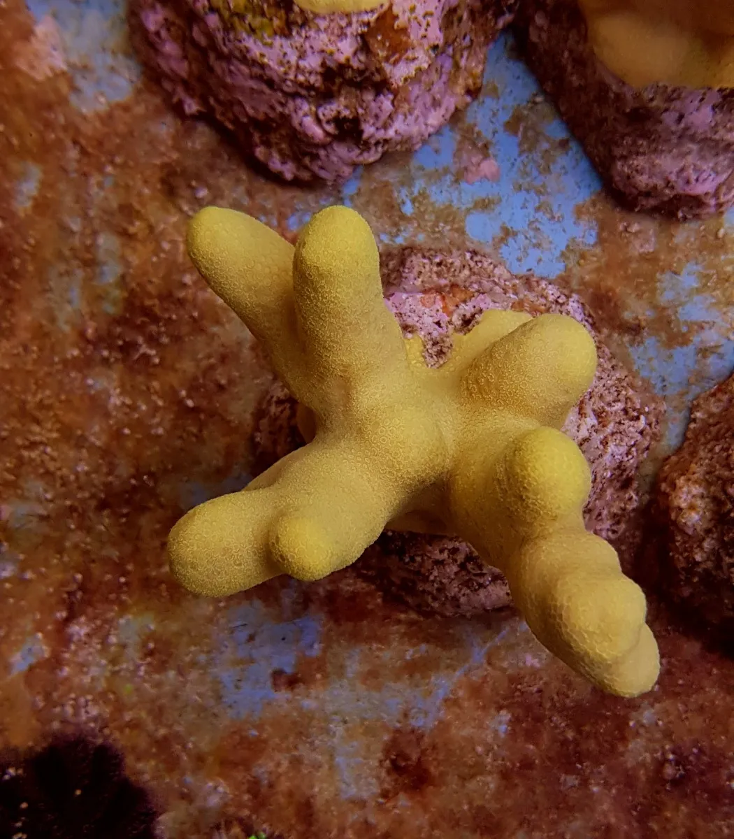 Porites cylindrica (Yellow) | L