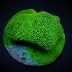 Porites spp. (Encrusting) | S